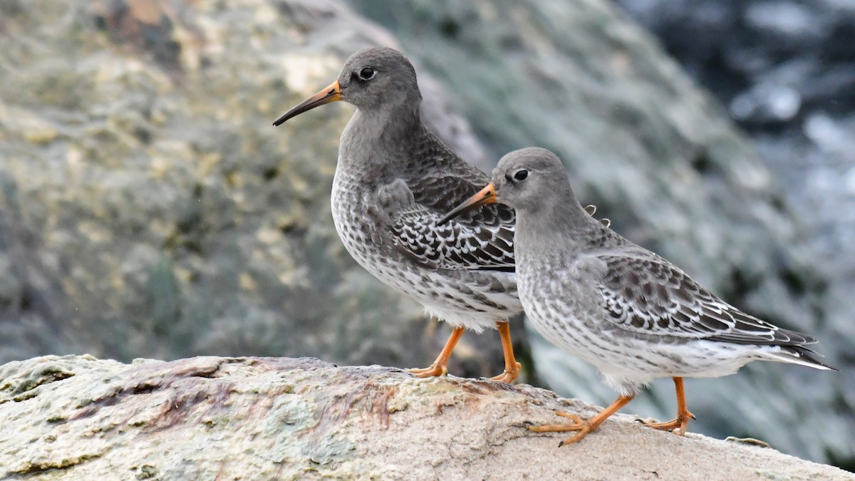 Purple Sandpiper - ML512916671