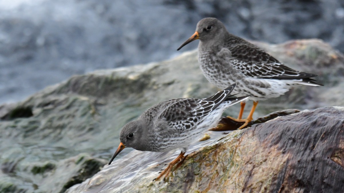 Purple Sandpiper - ML512916721