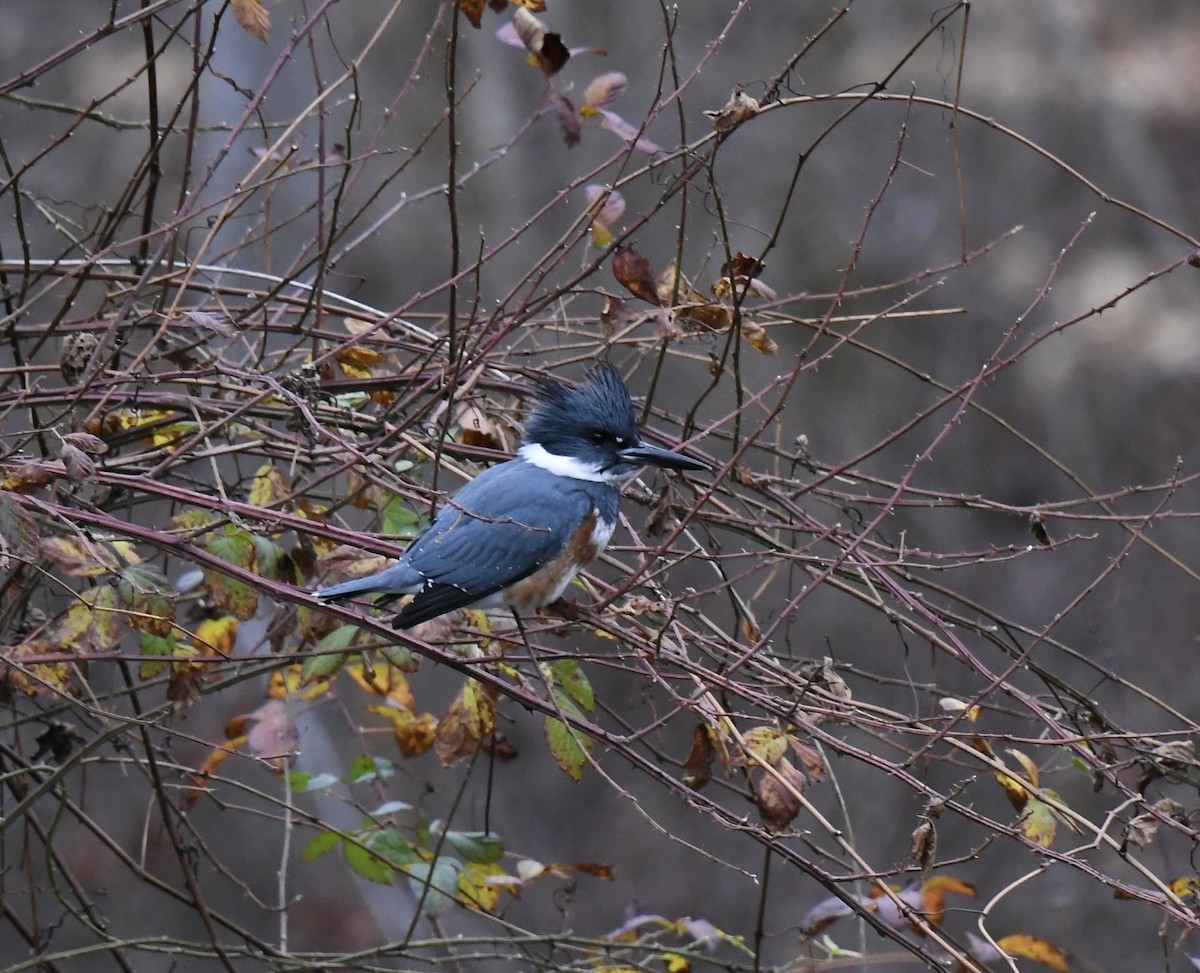 Belted Kingfisher - Paul Nielson