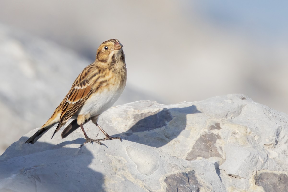 Lapland Longspur - ML512917191