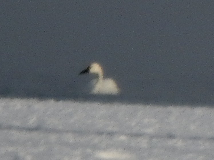 Tundra Swan - ML512917401