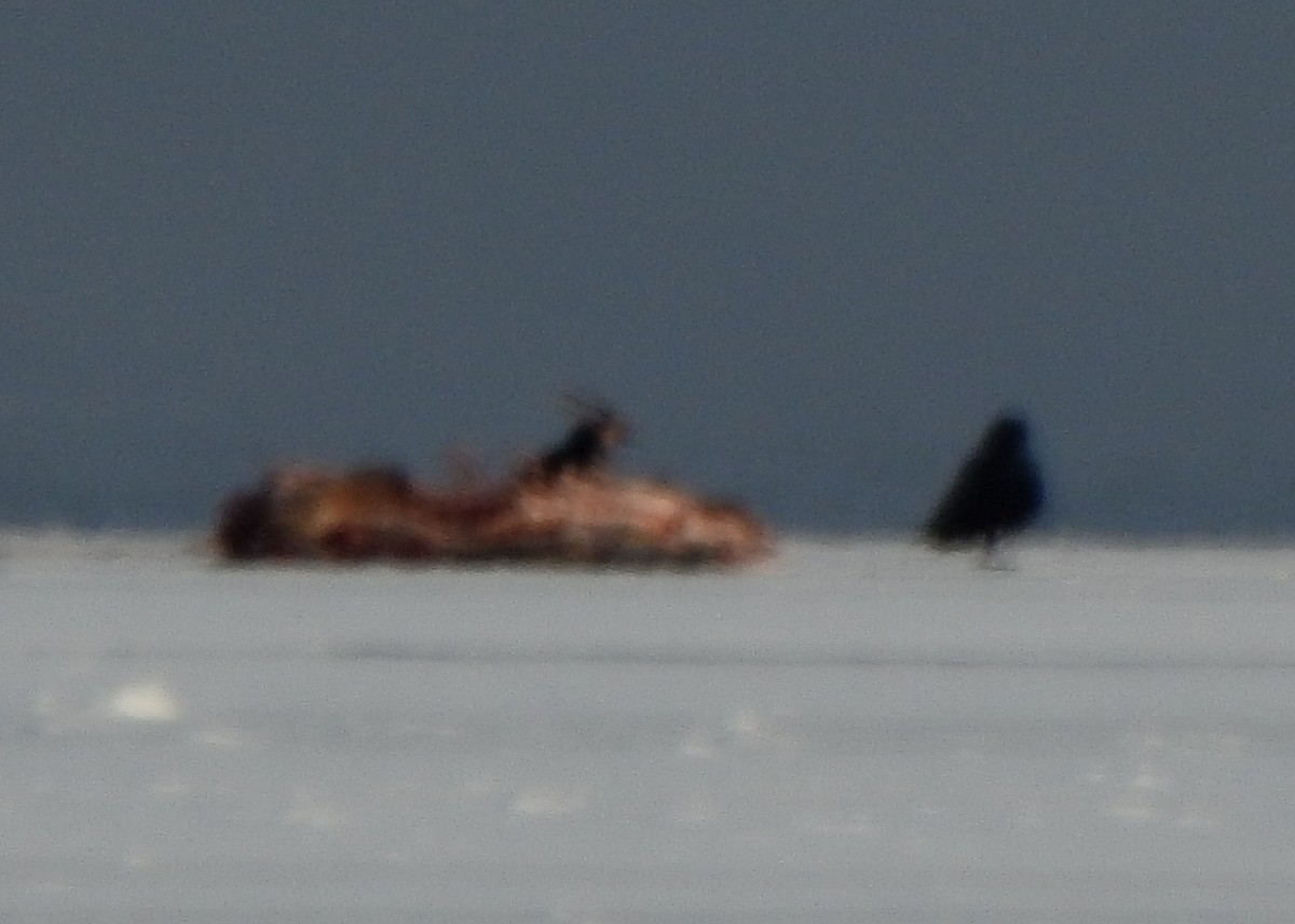 Common Raven - ML512917451