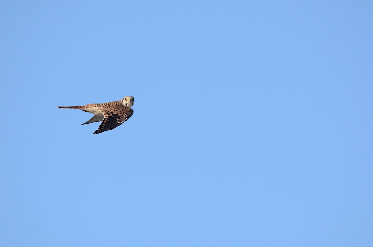 American Kestrel - ML512917901