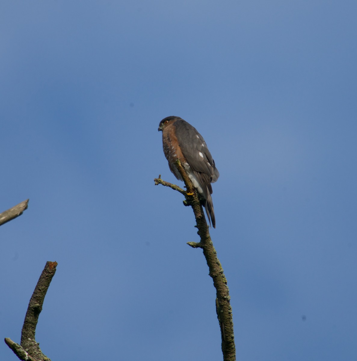 Sharp-shinned Hawk - ML512920121