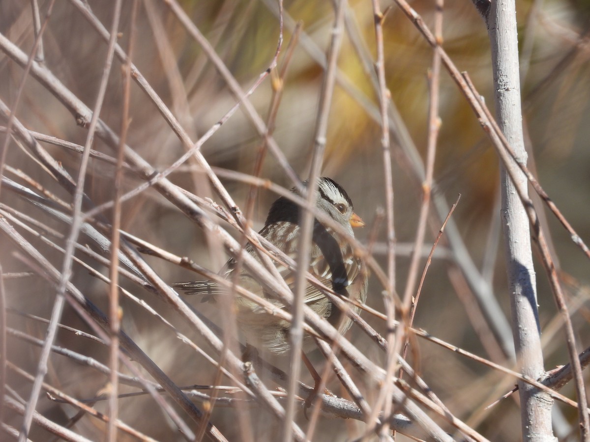 White-crowned Sparrow - ML512921021