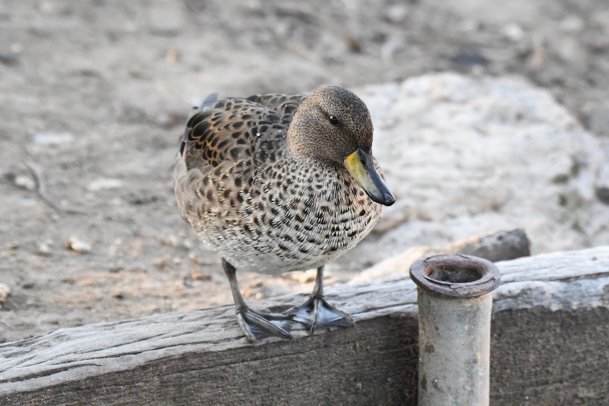 Yellow-billed Teal - ML512921931