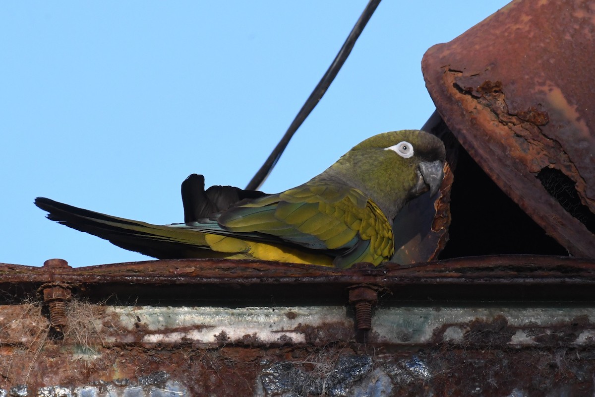 Burrowing Parakeet - Joshua  Smith