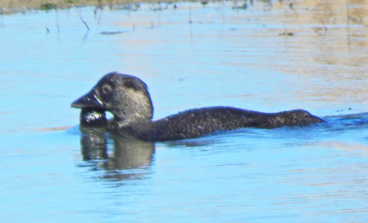 Musk Duck - Rosemary Paul