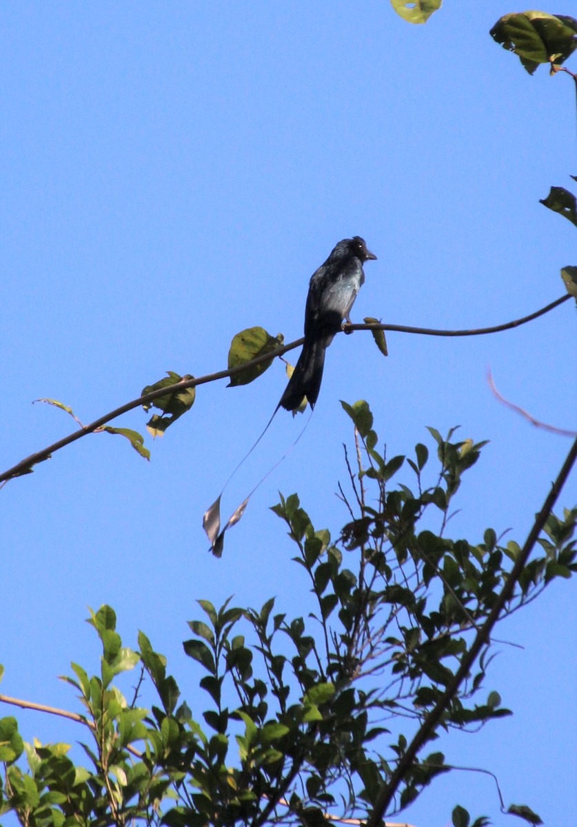 Greater Racket-tailed Drongo - ML512922781