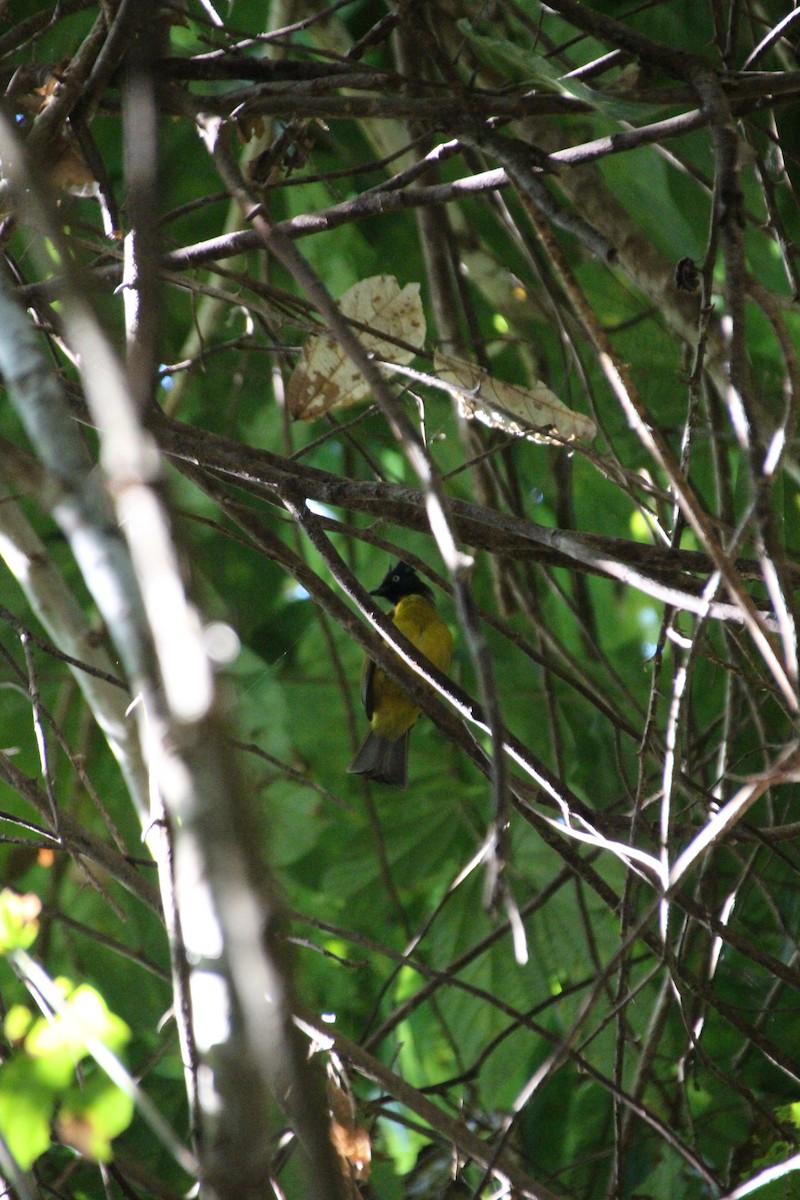 Black-crested Bulbul - ML512922901