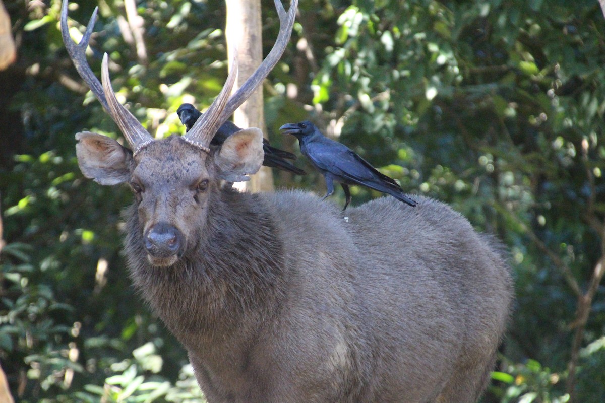 Large-billed Crow - ML512922911