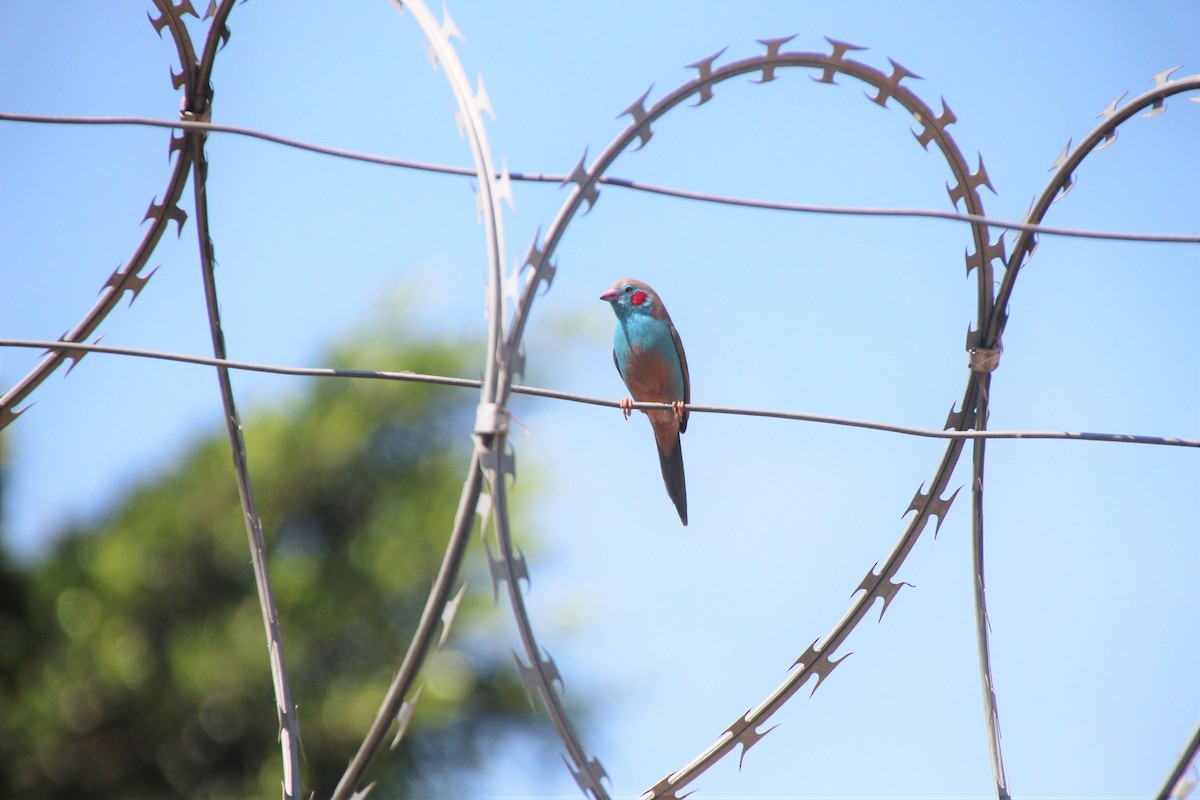 Red-cheeked Cordonbleu - ML512923241