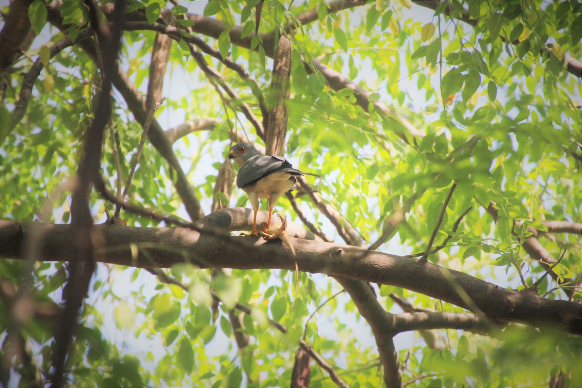 Shikra - ML512923251