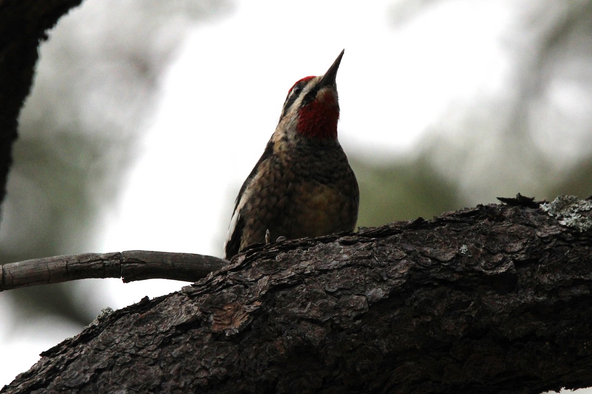 Red-naped Sapsucker - Marah Brubaker