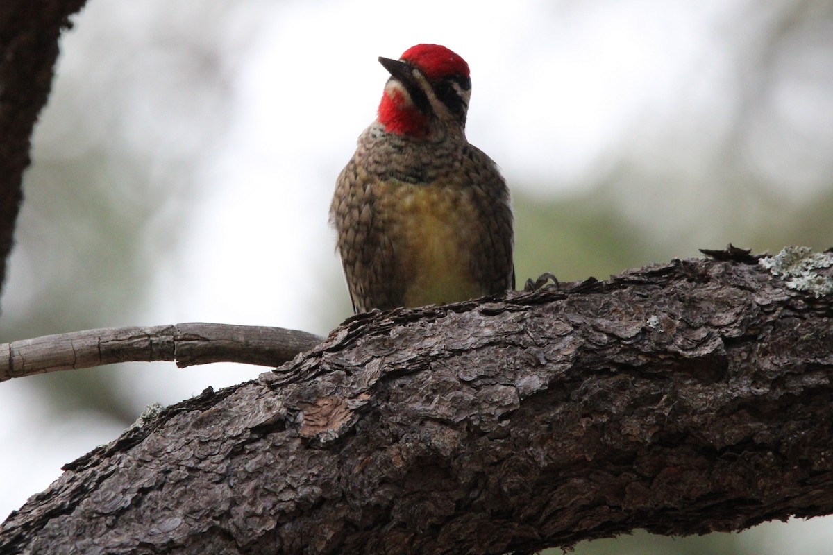 Red-naped Sapsucker - ML512924811