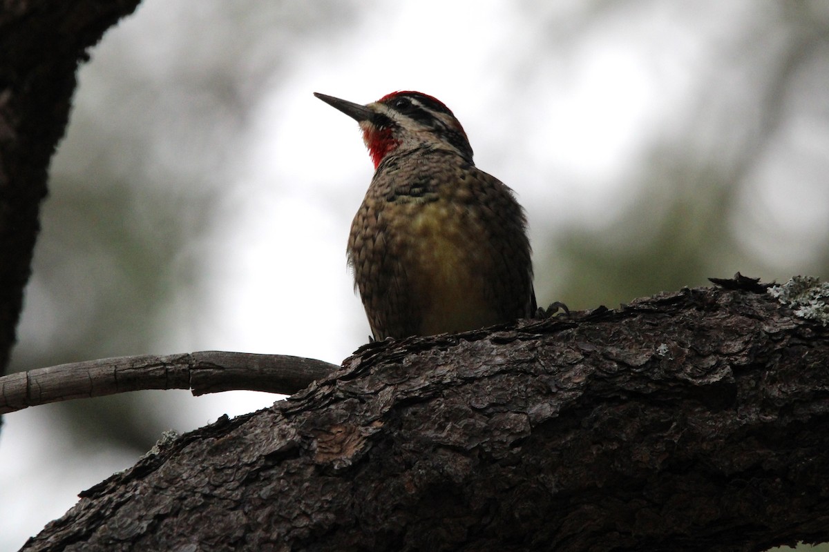 Red-naped Sapsucker - ML512924821