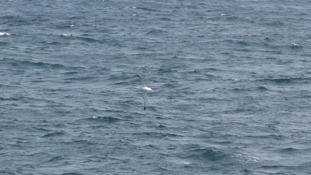 Southern Royal Albatross - ML512925111