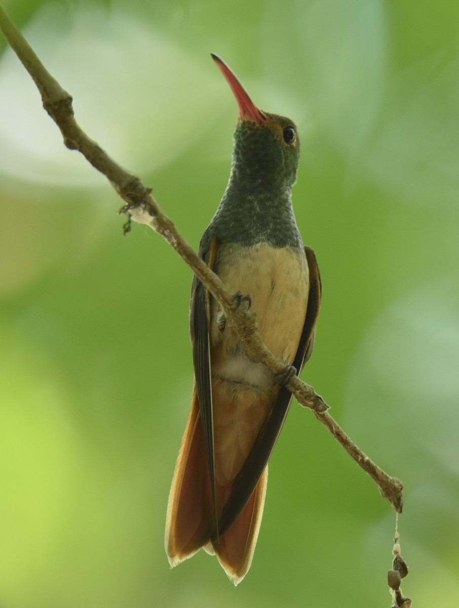 Buff-bellied Hummingbird - Leonardo Guzmán (Kingfisher Birdwatching Nuevo León)