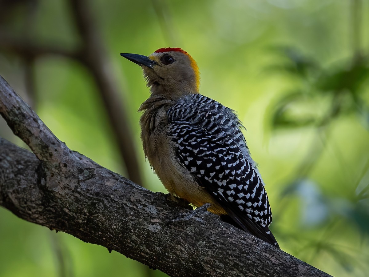 Hoffmann's Woodpecker - ML512925621