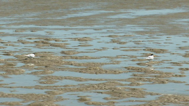 Australian Fairy Tern - ML512926291