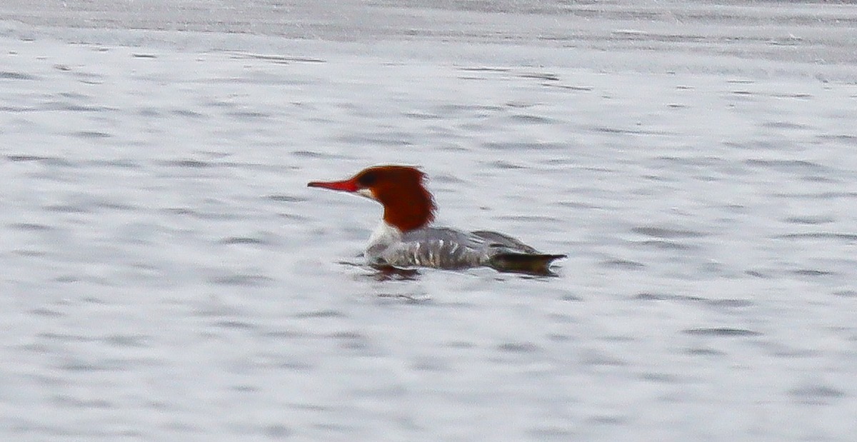 Common Merganser - robert bowker