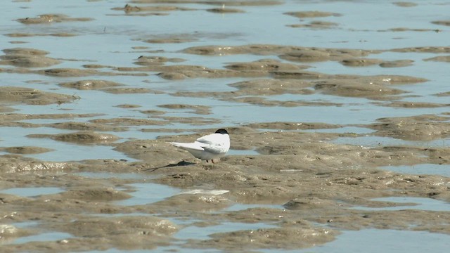 Australian Fairy Tern - ML512926941