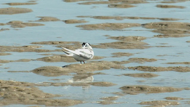 Australian Fairy Tern - ML512927141