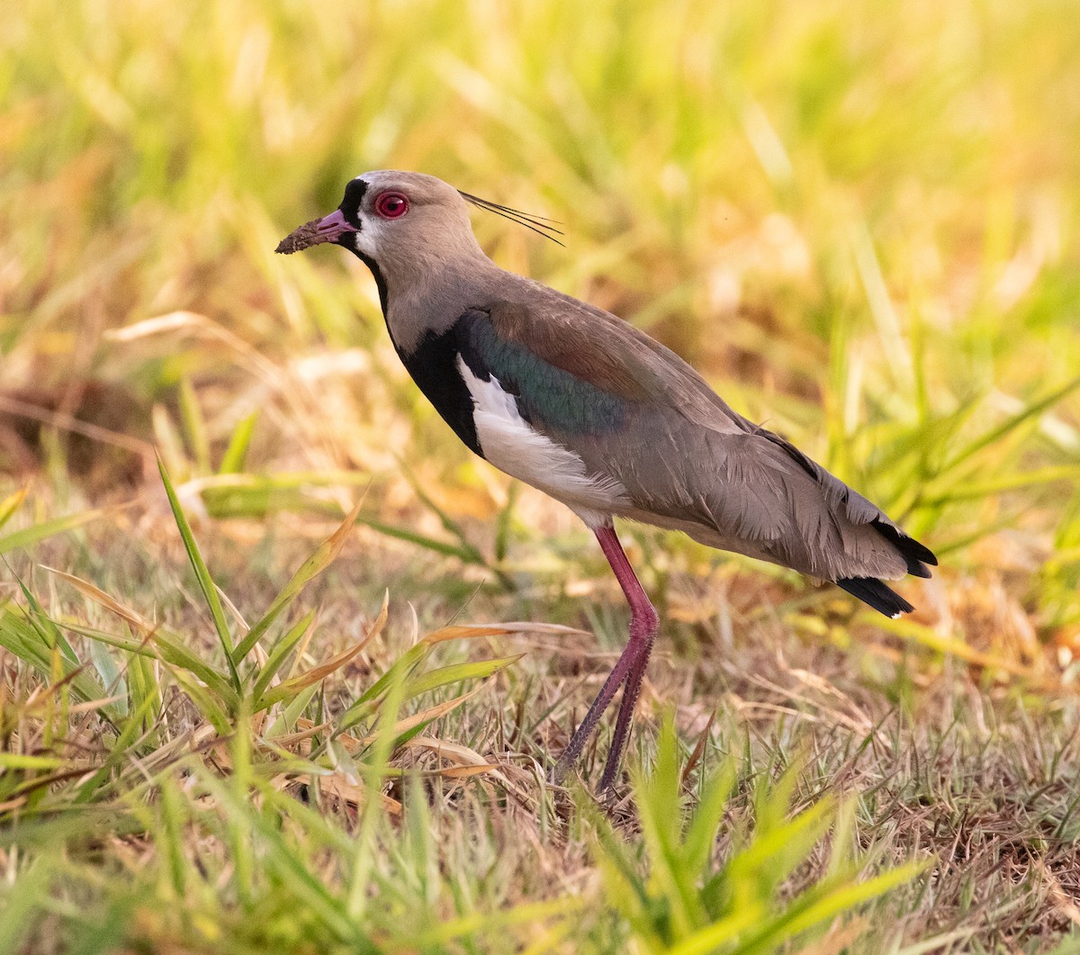 Southern Lapwing - ML512927231