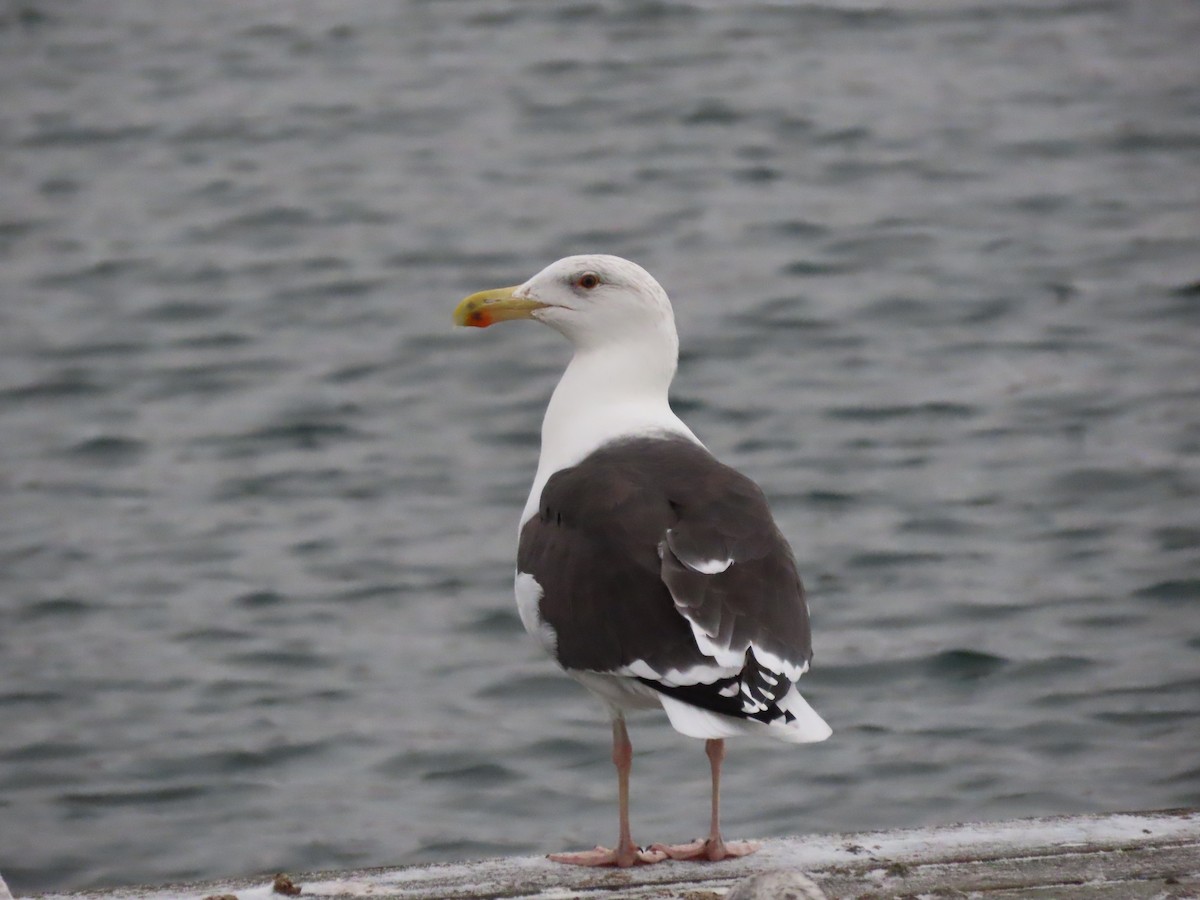 Great Black-backed Gull - ML512928101