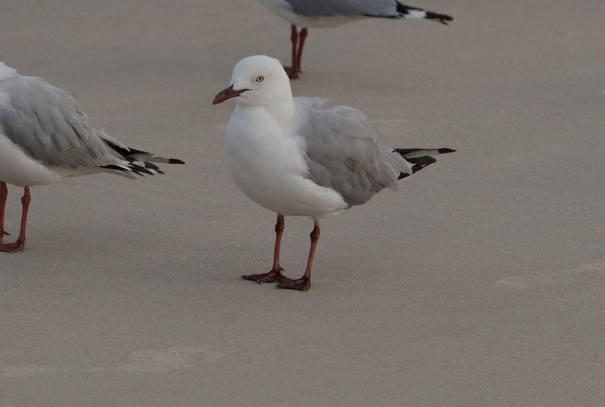 Gaviota Plateada - ML512928131