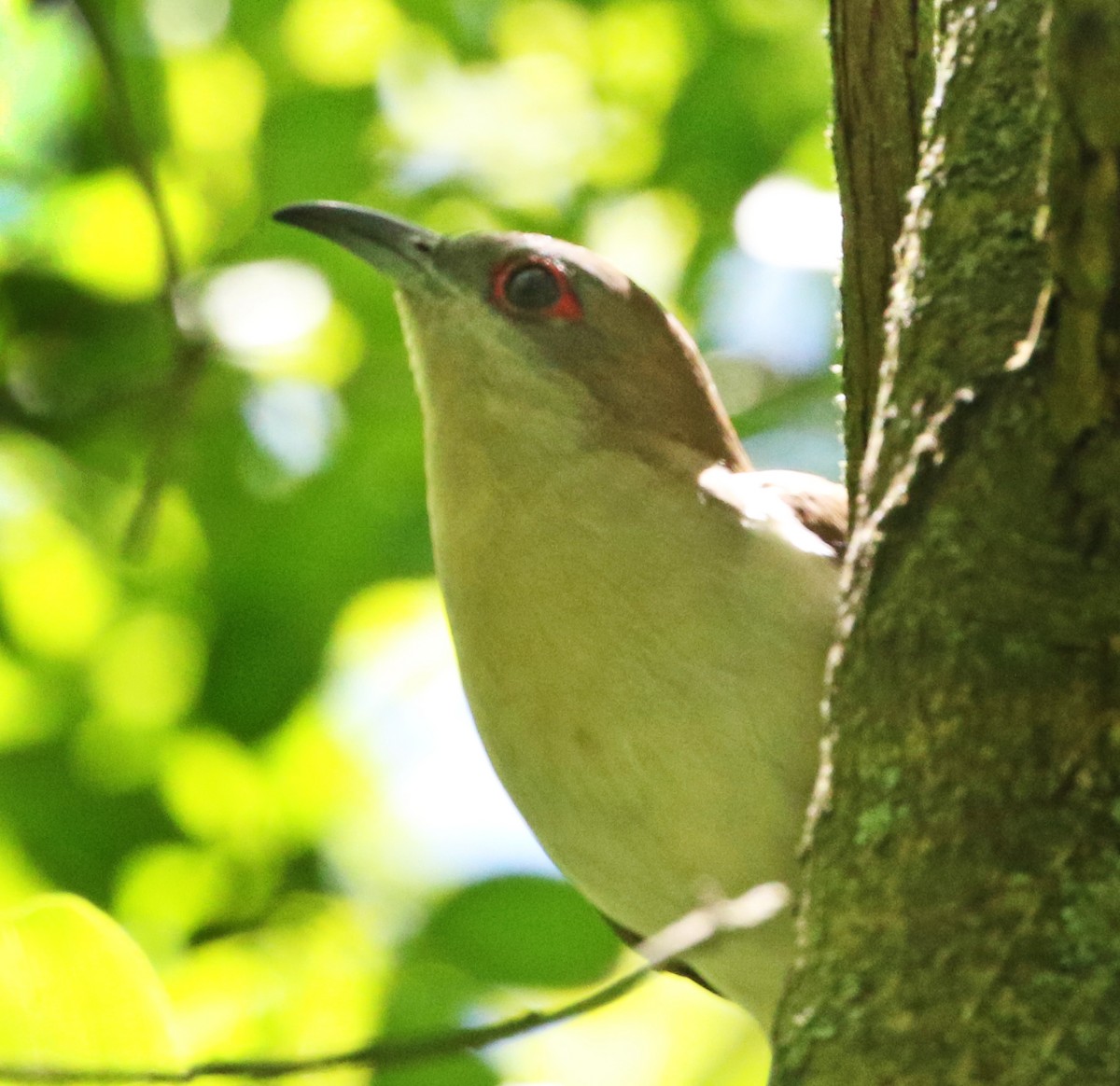 Black-billed Cuckoo - ML512928181