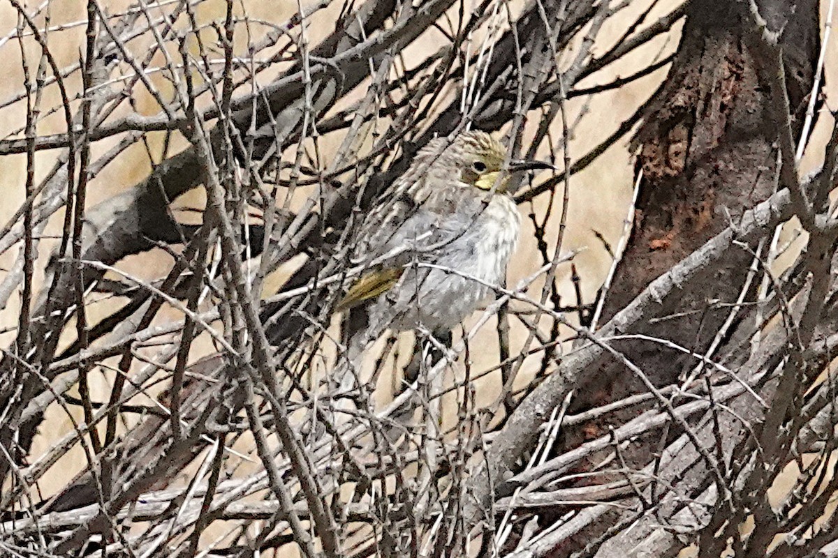 Tawny-crowned Honeyeater - ML512929041