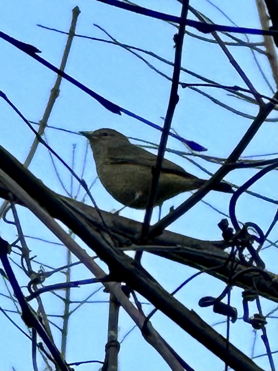 Orange-crowned Warbler - Alan Pollard