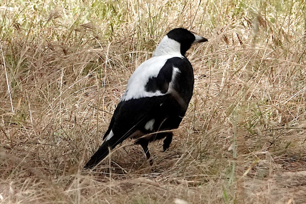 Australian Magpie (White-backed) - ML512929181