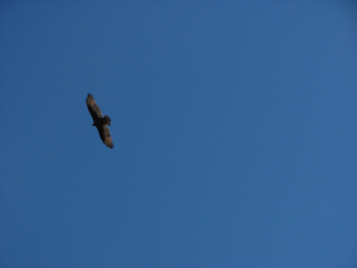 Turkey Vulture - ML51292941