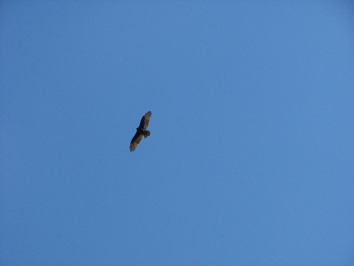 Turkey Vulture - ML51292951
