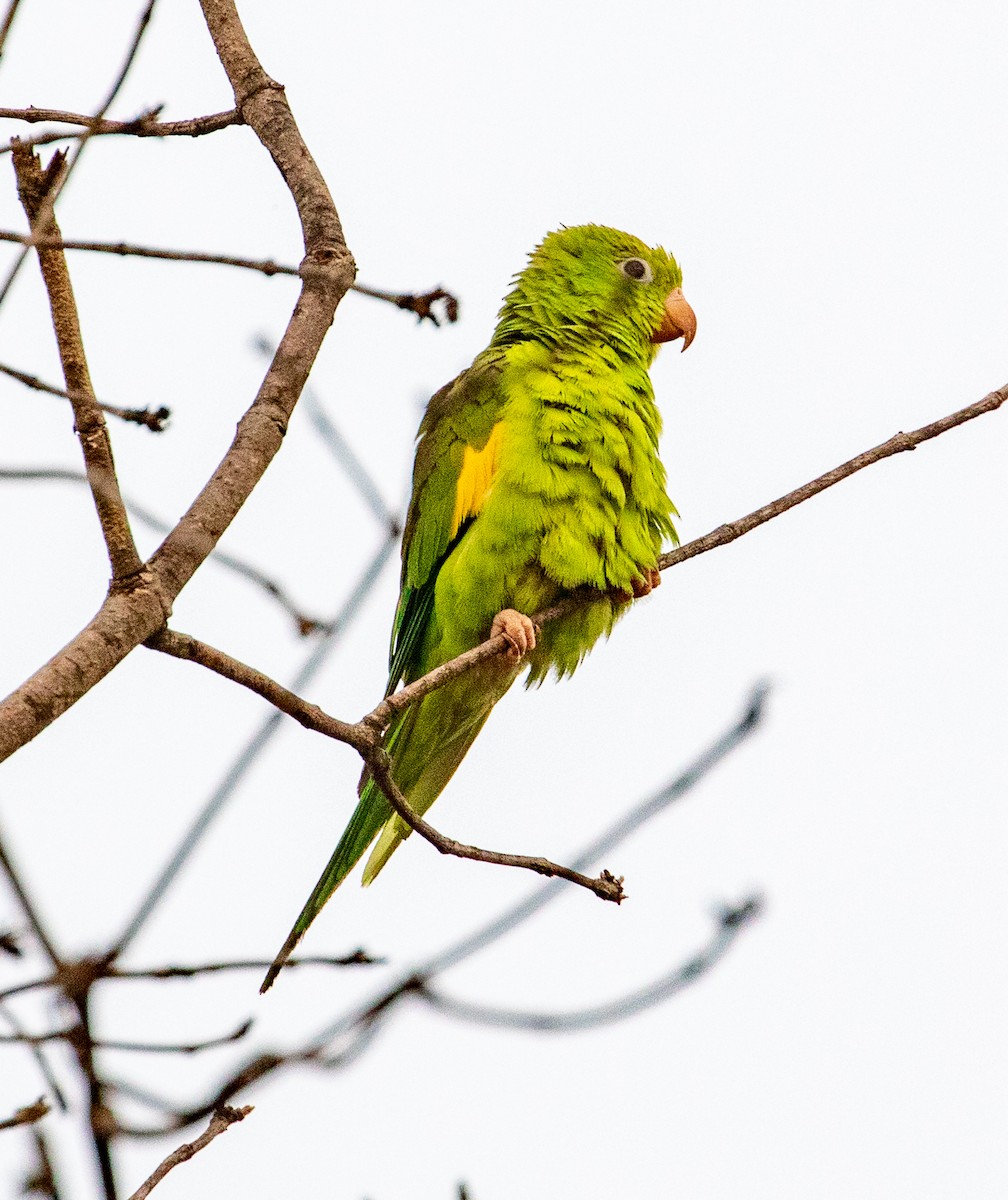 Yellow-chevroned Parakeet - Cathy Bleier