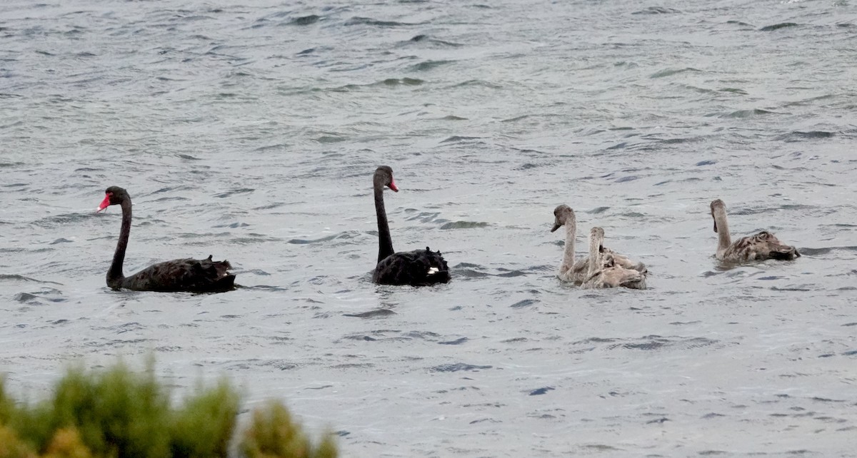 Black Swan - Peter Woodall