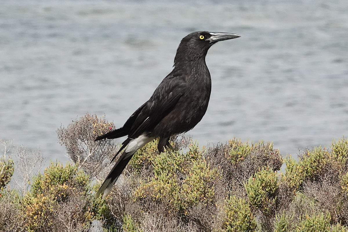 Gray Currawong (Kangaroo I.) - ML512931401