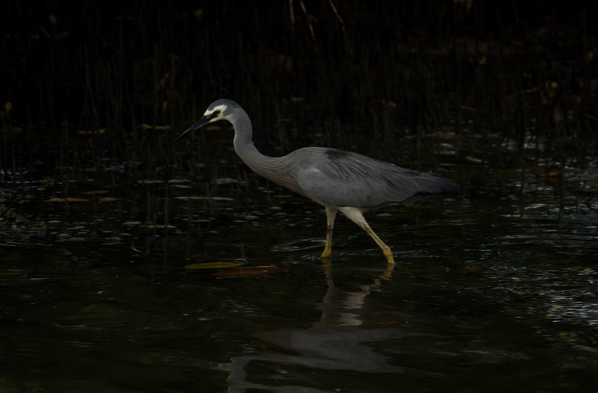 White-faced Heron - ML512932041