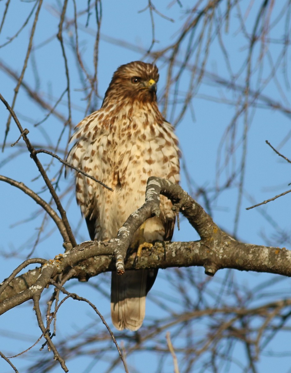 Red-shouldered Hawk - Lorraine Lanning