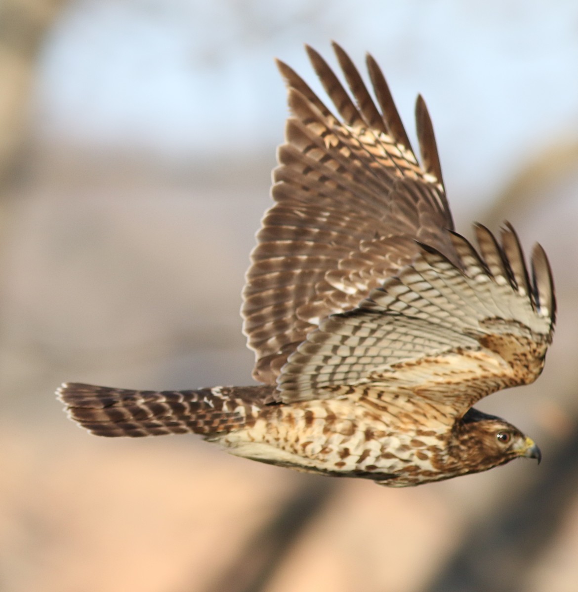 Red-shouldered Hawk - ML512932651