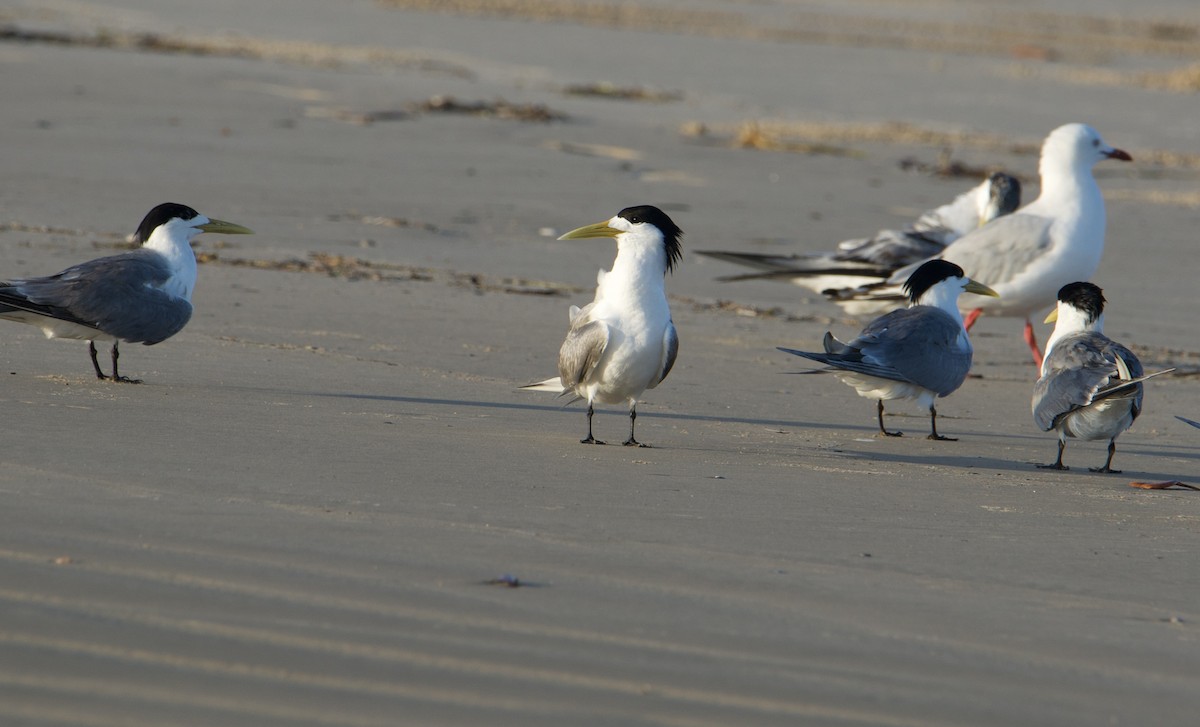 Great Crested Tern - ML512933081