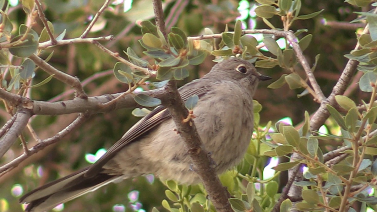 Townsend's Solitaire - ML512934221
