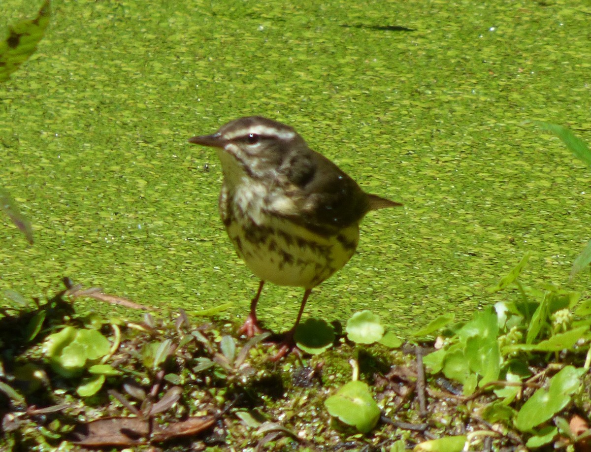 Louisiana Waterthrush - ML51293501