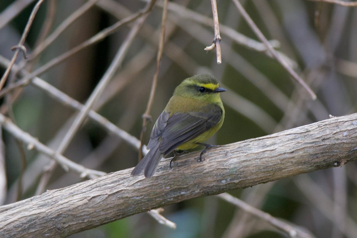 Yellow-bellied Chat-Tyrant - Cory Gregory