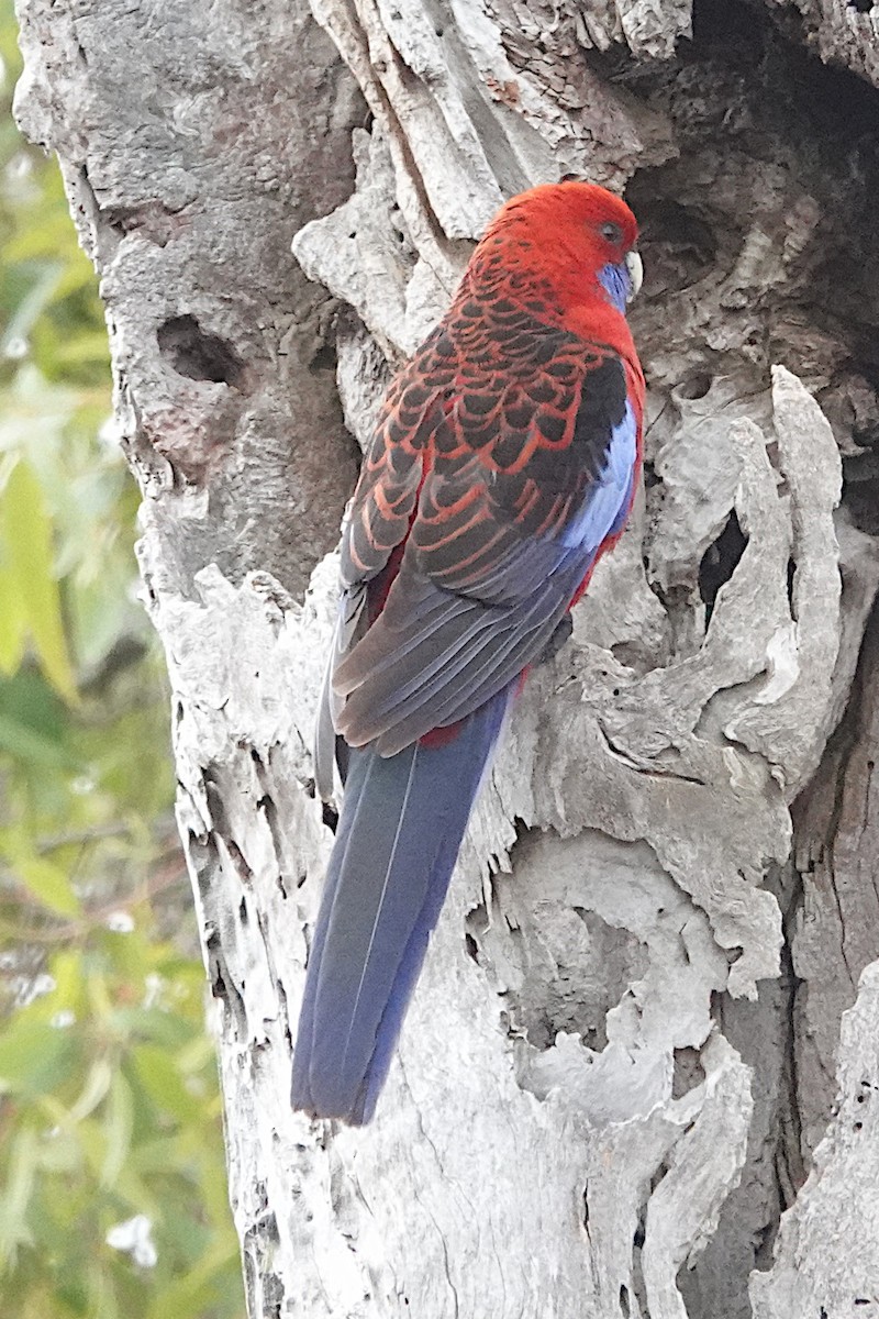 Crimson Rosella - Peter Woodall