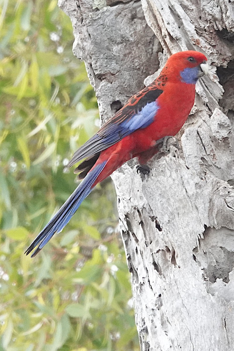 Crimson Rosella - Peter Woodall