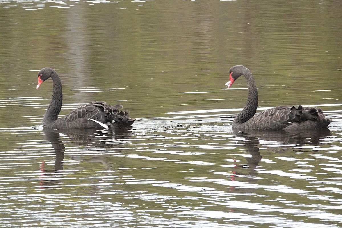 Cisne Negro - ML512937631