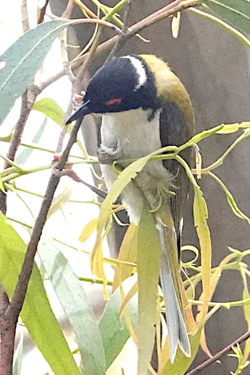 White-naped Honeyeater - ML512937771